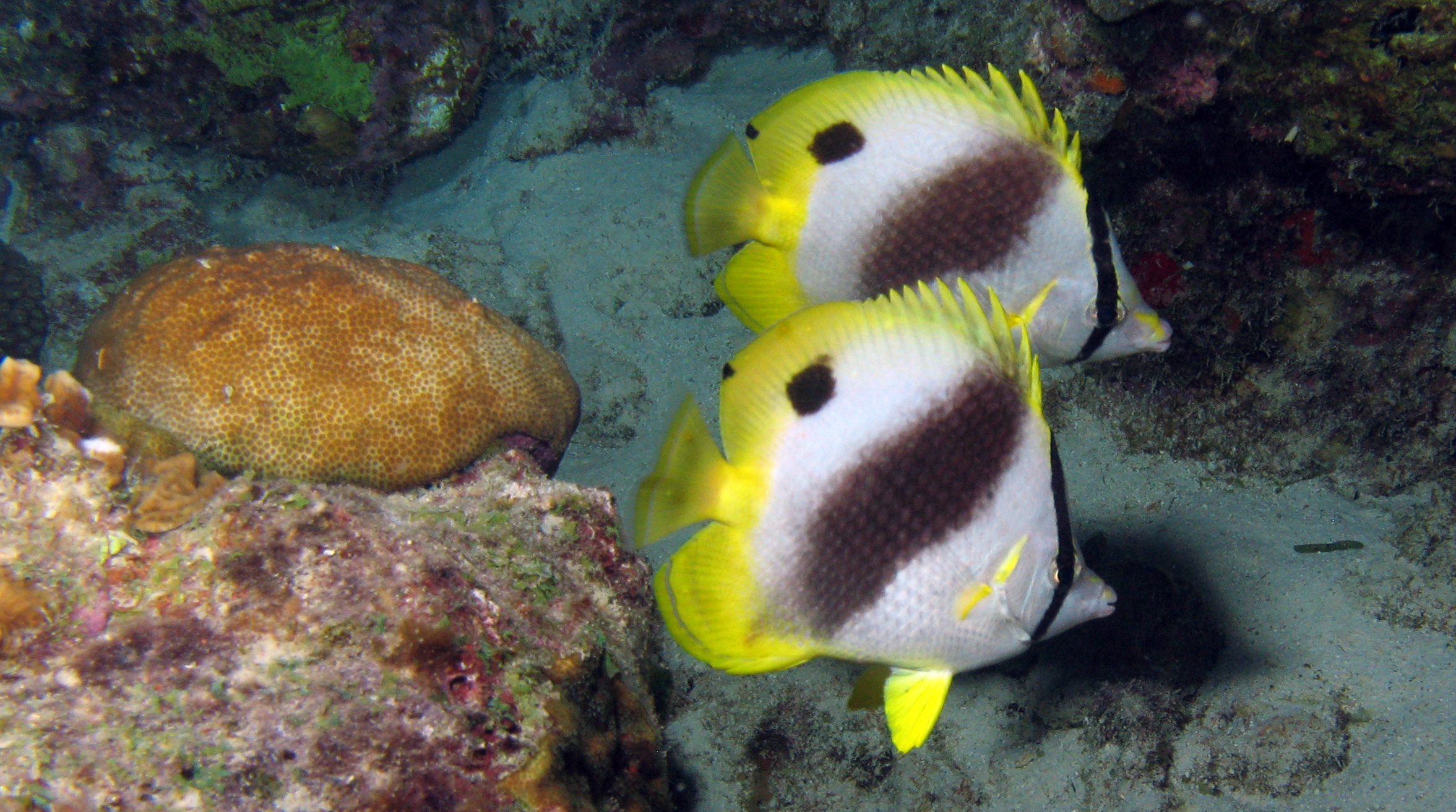 014 Spotfin Butterflyfish.jpg