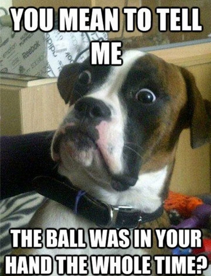 101-Best-Funny-Dog-Memes-39-720x944.jpg