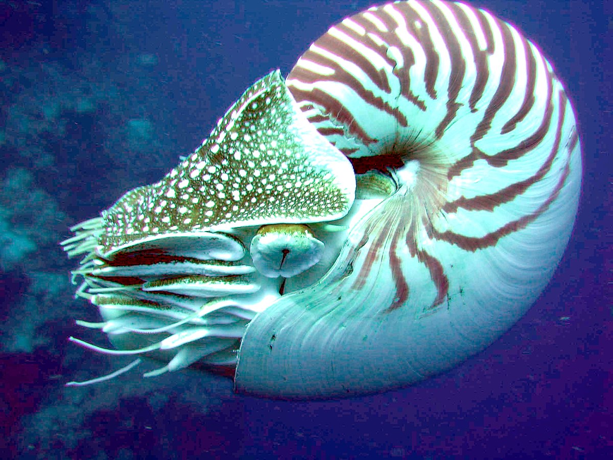 1200px-Nautilus_side.jpg