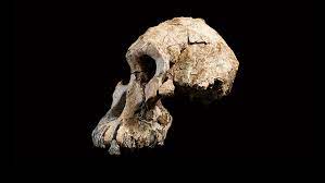 Rare 3.8-million-year-old skull recasts origins of iconic 'Lucy' fossil