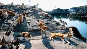 Visiting Tashirojima, the Japanese Cat Island - JRailPass