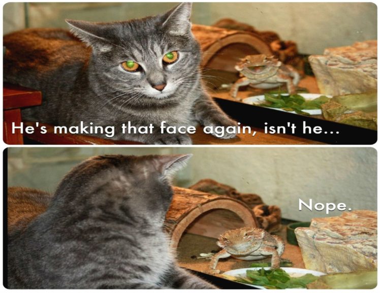 355204-cat-meme-quote-funny-humor-grumpy-120-748x577.jpeg