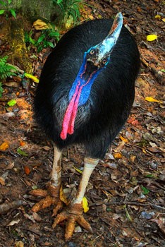 640px-Jurong_Southern_Cassowary.jpg