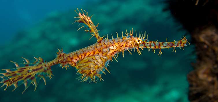 650_the_cryptic_life_of_ghost_pipefishes.jpg