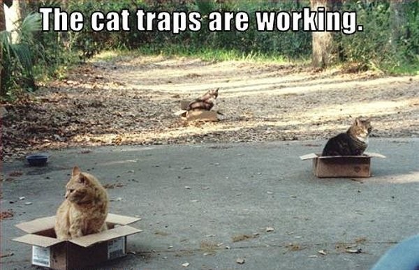 84502-The-cat-traps-are-working-meme-Cgbm.jpg