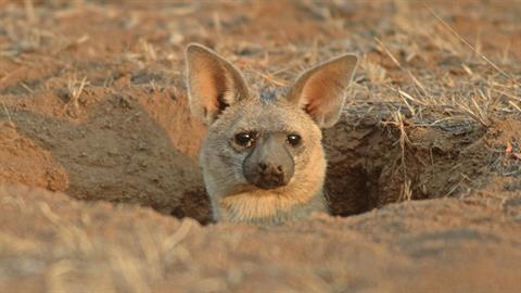 aardwolf_07_copy_480x270_833875011626.jpg