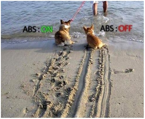 ABS Dogs.jpg