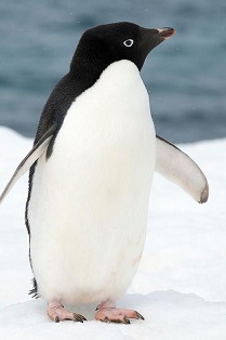 adelie penguinw.jpg