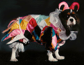 adogBulldog-fool].jpg