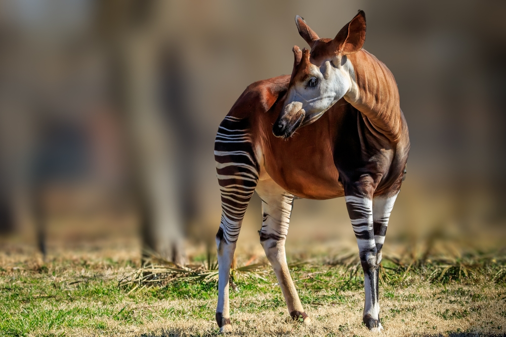 adult-okapi.jpg