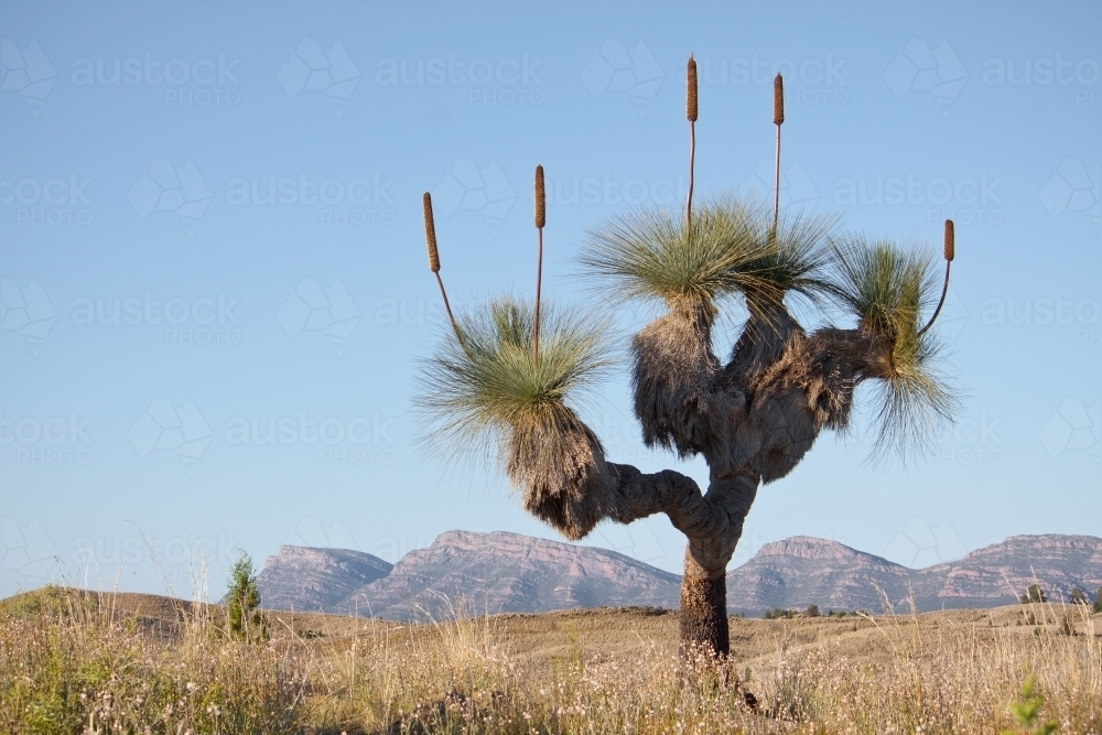 an-ancient-grass-tree-on-arid-land-in-the-flinders-ranges-austockphoto-000031390.jpg