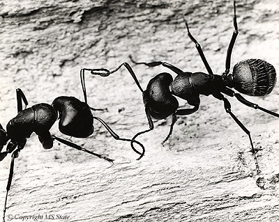 ants-communicating-via-touch.jpg