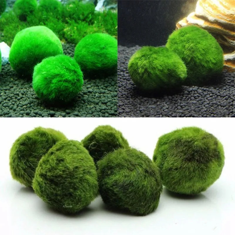 Aquarium-Moss-Fish-Aquarium-Alive-Live-Fishes-Plants-Aquaristics-Shrimp-Aquarium-Moss-Ball-Wat...jpg