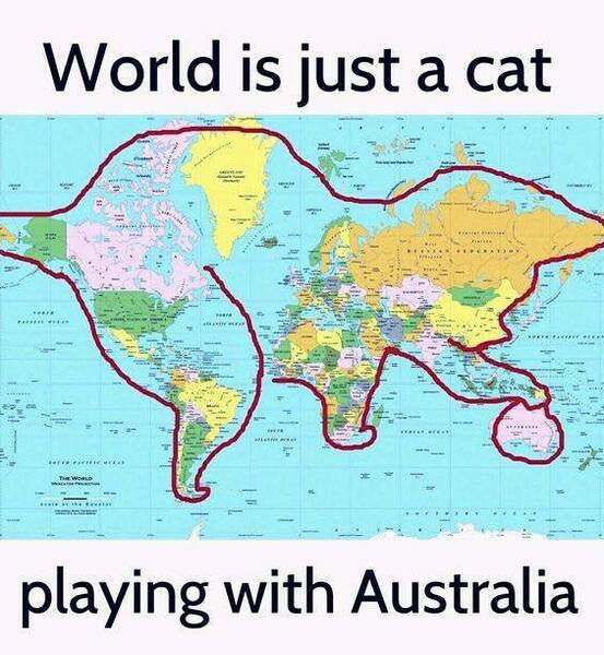 aussiecat.thumb.jpeg.0e3ad47c3af54dc1f90e595186cc9638.jpeg