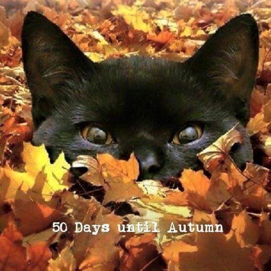 autumn cat.jpg