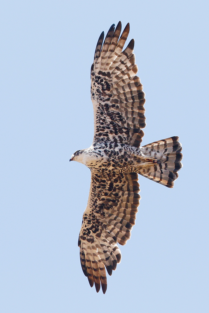 Ayres'shawk.jpg