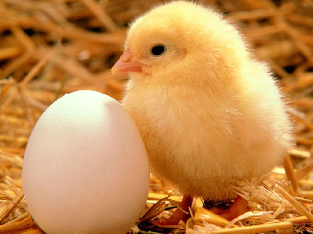 baby chick.webp