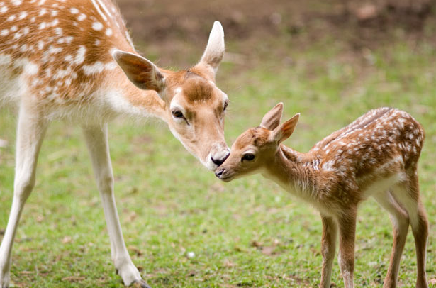 baby deer.png