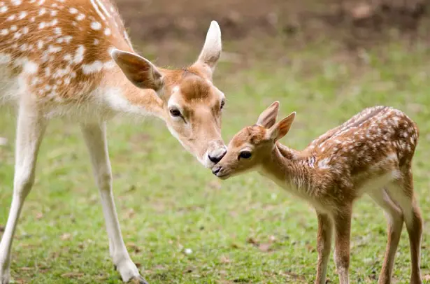 baby deer.webp