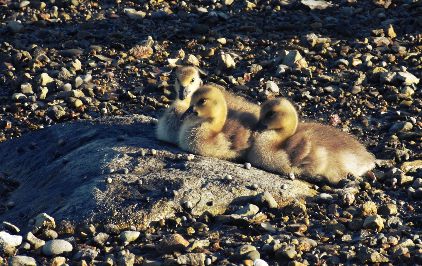 baby geese.JPG