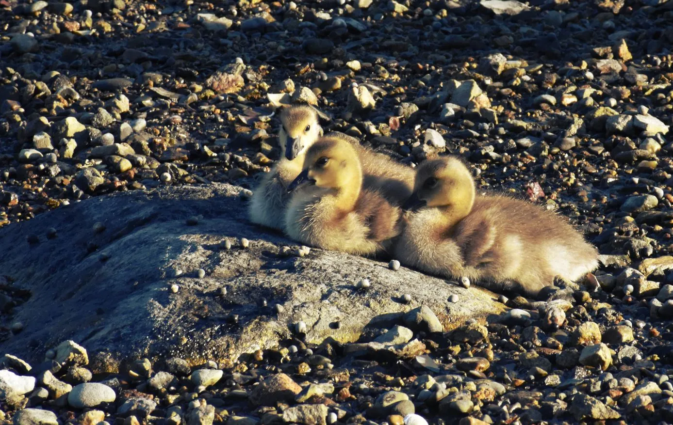 baby geese.webp