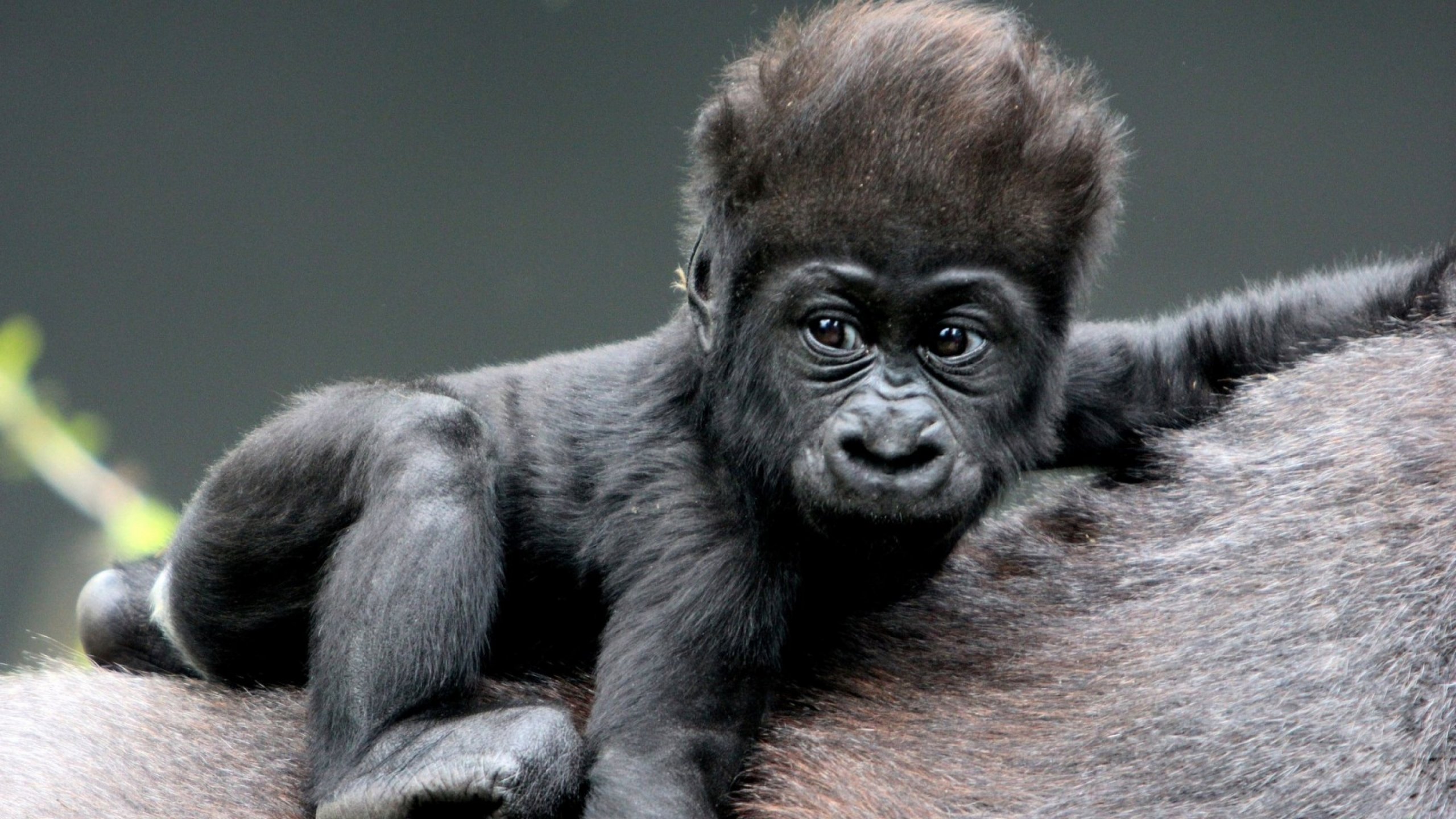 baby-gorilla-wallpaper-1.jpg