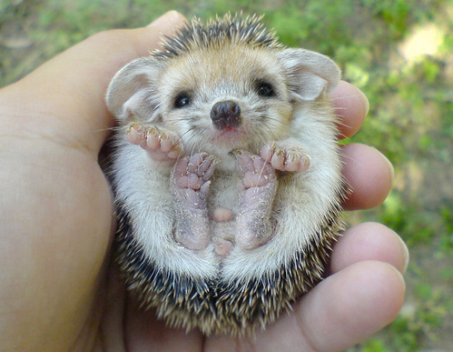 baby-hedgehog_132022359169.png