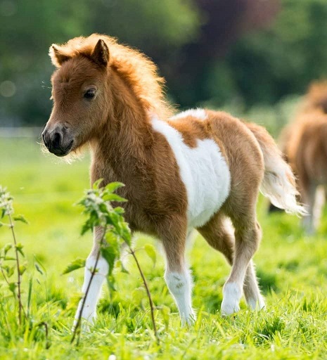 baby horse.jpg