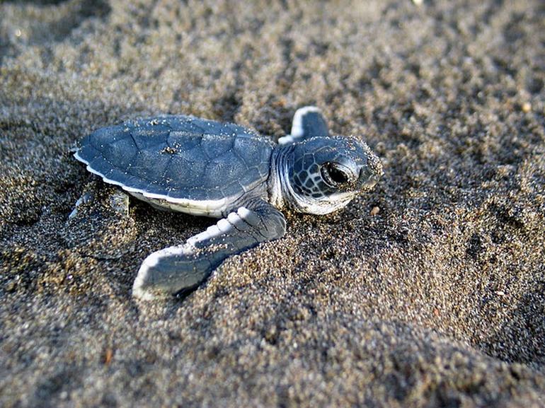 baby sea turle.jpg