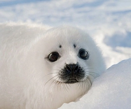 baby seal.webp