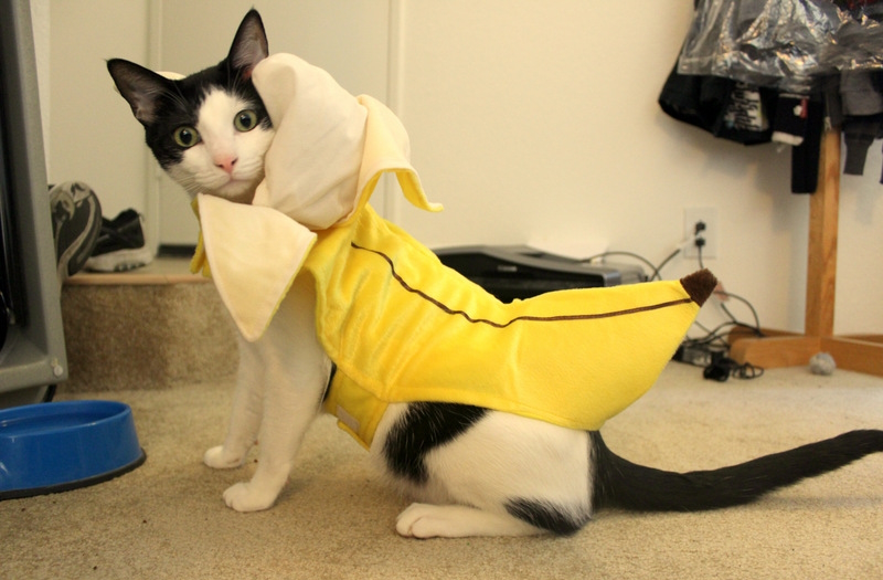 bananacat.jpg