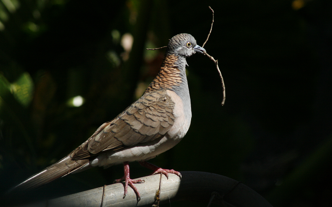 BarShoulderedDove.jpg