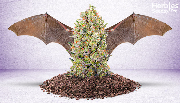 bat-guano-to-grow-cannabis__TN69Q9MiuEhh10wP.jpg