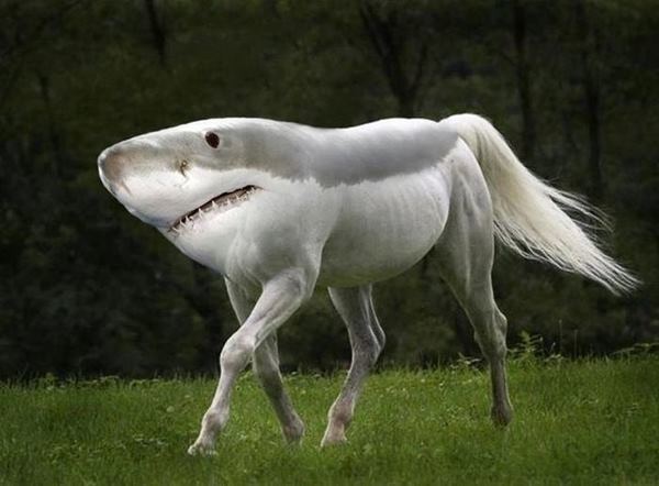 best-viral-pictures-of-week-shark-horse1.jpg