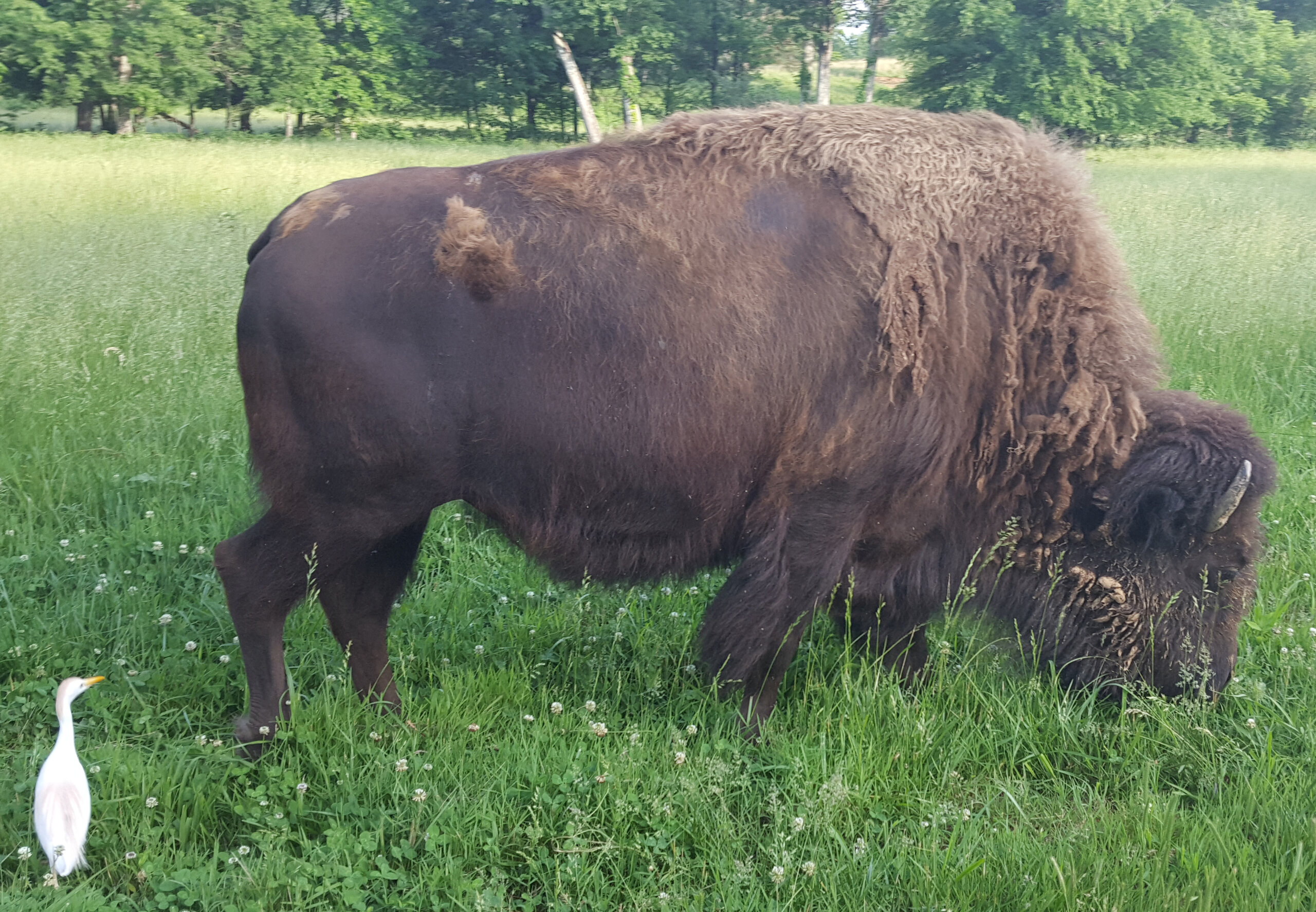 BisonCloseup.jpg