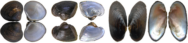 bivalves2.jpg