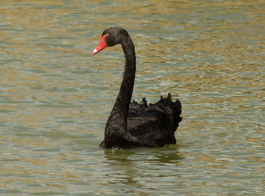 Black swan.jpg