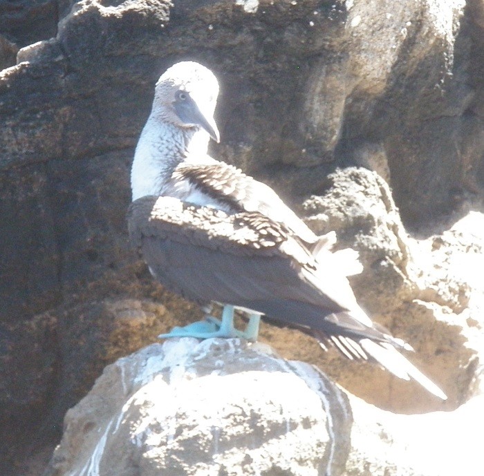 blue-footed booby.JPG