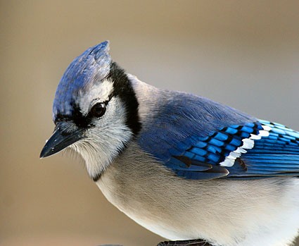 blue_jay_5.122231044_std.jpg