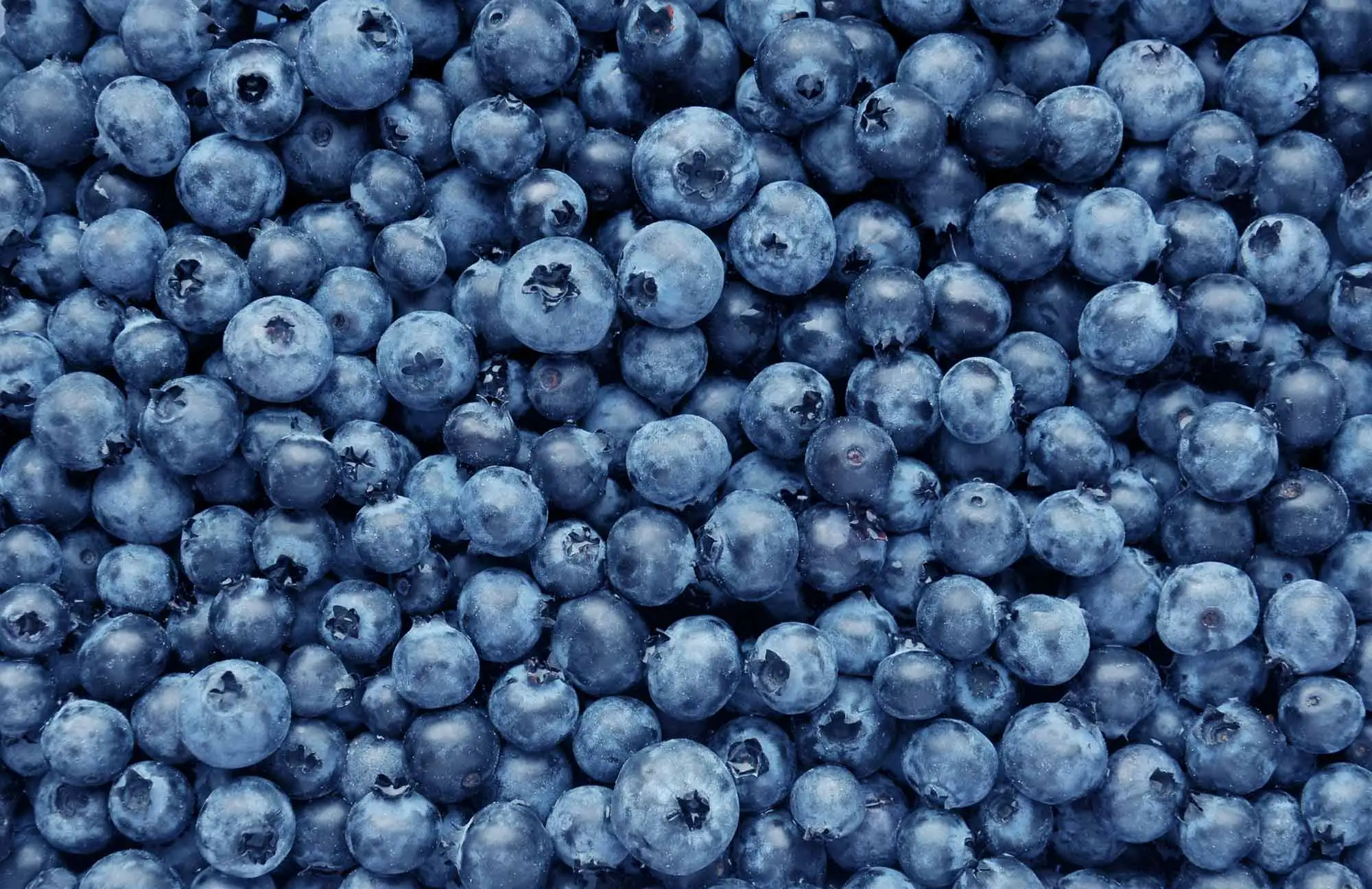 blueberries-iStock-533340696.webp