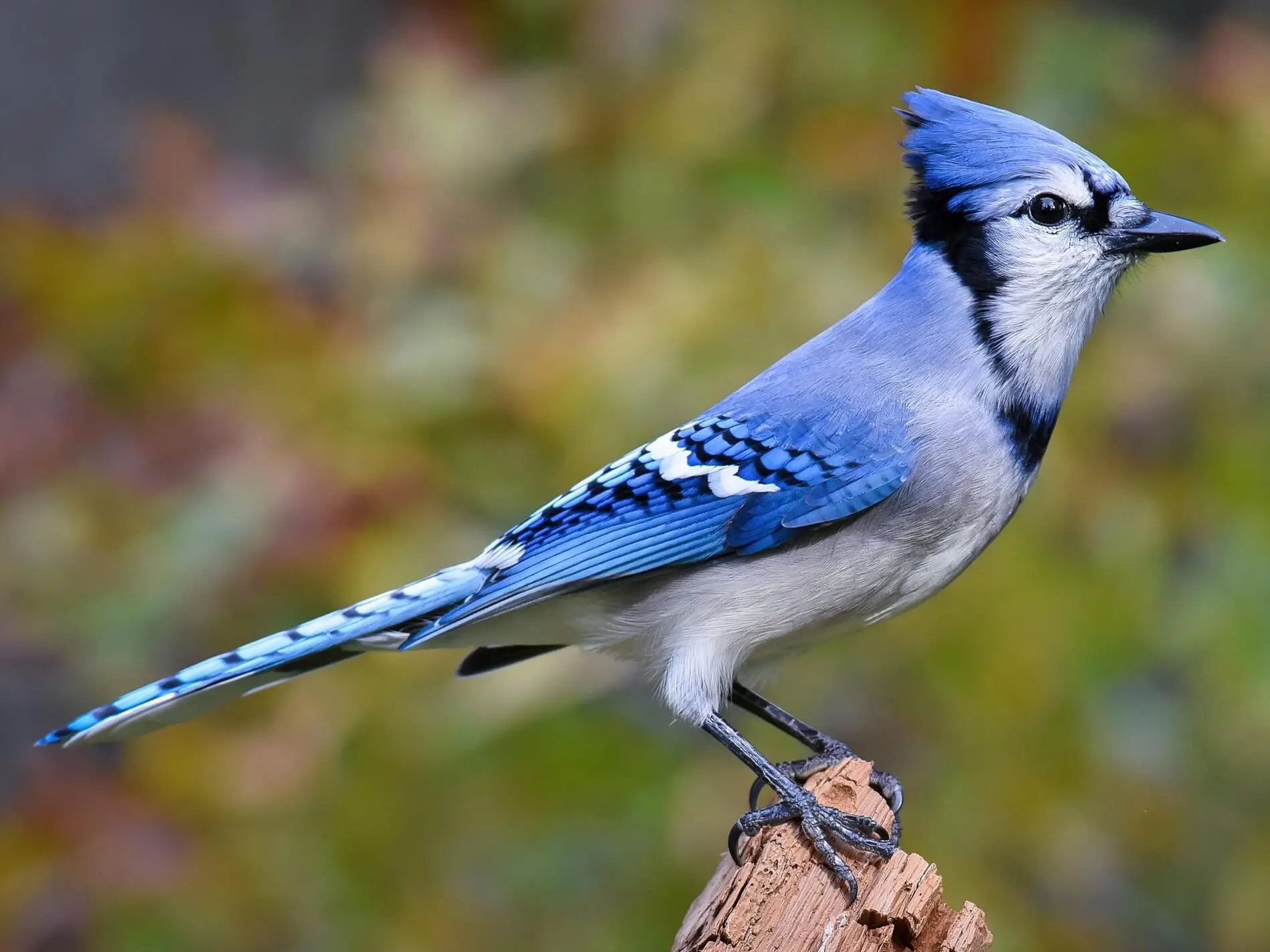 bluejay.webp