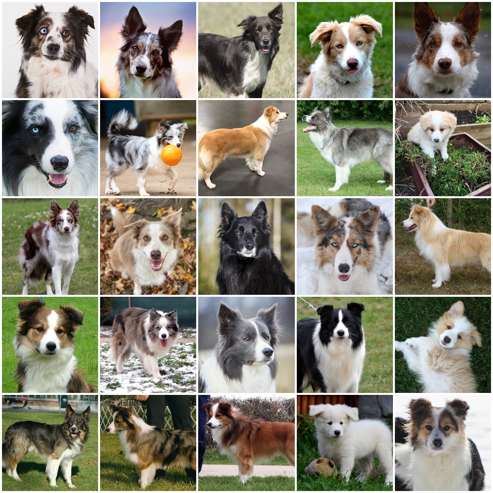 border collies.jpg