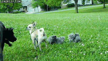 brave-chihuahua-protects-kittens.gif