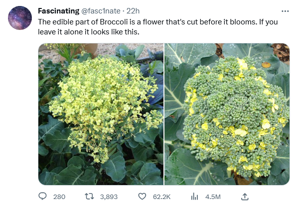 Broccoli.png