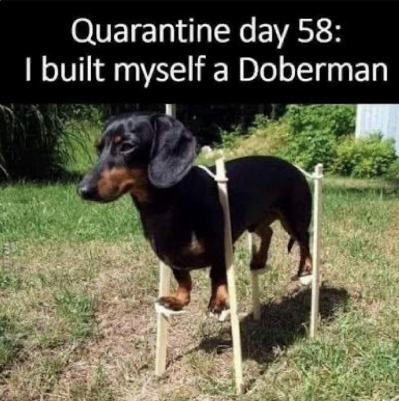 building-a-doberman-12294.jpg