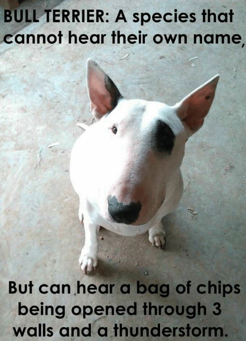 bull-terrier-a-species-that-cannot-hear-their-own-name-53083529.jpg