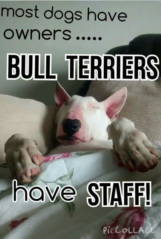 bull-terrier-meme-owner.jpg