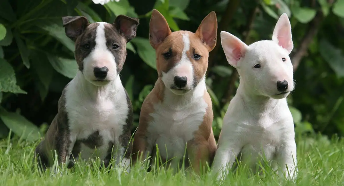 bull-terrier-names-KB-long.webp