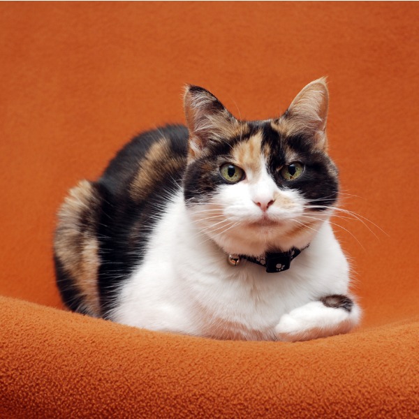 calico-cat.jpg