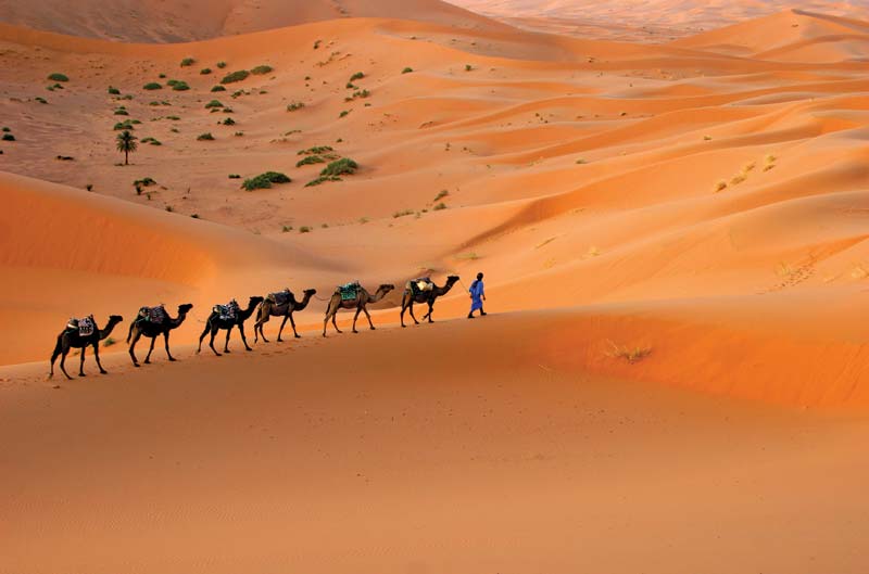 Camel-caravan-desert-sand-dunes-Sahara-North.jpg